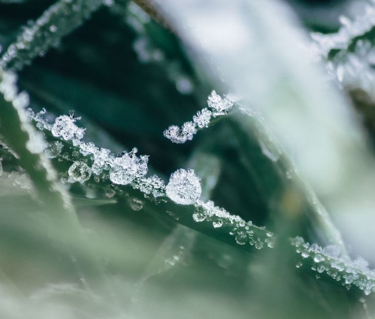 Summer Freeze Prep & Winterization